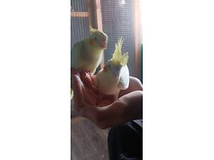 Папуги Корелла, пташенята