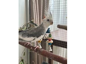 ПОПУГАИ КОРЕЛЛА ВМЕСТЕ С БОЛЬШОЙ КЛЕТКОЙ