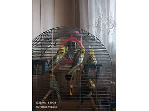 Папуги Корелла.