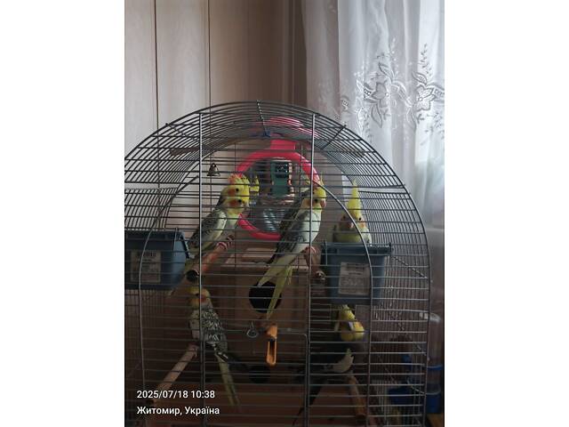 Папуги Корелла. - Фото 1