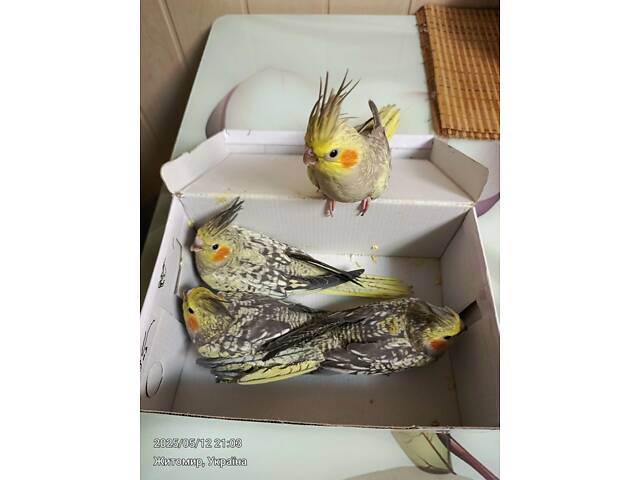 Папуги Корелла. - Фото 2