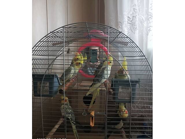 Папуги Корелла. - Фото 3