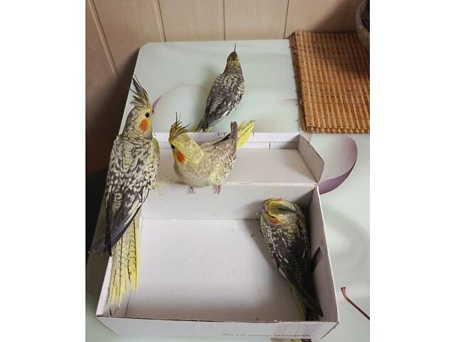 Папуги Корелла. - Фото 4