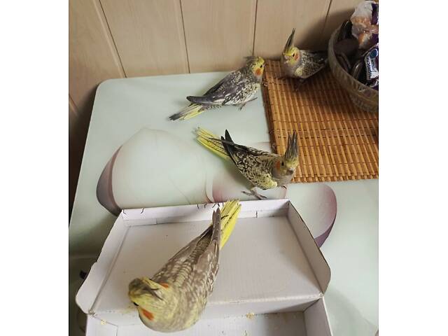 Папуги Корелла. - Фото 5