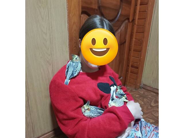 Папуги Корелла. - Фото 6