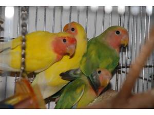 Попугаи Неразлучники - ручные неразлучники, розовощёкие жёлтые и зелёные.
