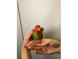 Попугаи неразлучники символ дружбы, верности и любви.