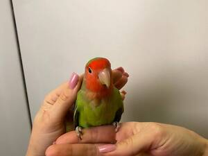 Папуги нерозлучники символ дружби, вірності та любові