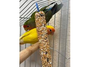 Папуги нерозлучники