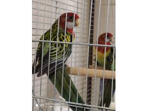 Папуги розелла строката - хлопці та дівчата