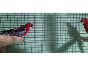 Папуги розелла