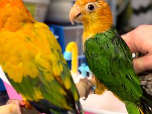 Папуга каїк оранжевоголовий