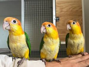 Корелла,неразлучники,какарик,ожереловые.монахи,аратинга,сенегальские,александрийские,пиррура,розелла,жако,амазон,ара