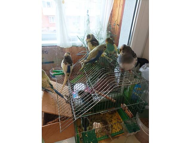 Папуги хвилясті - Фото 2