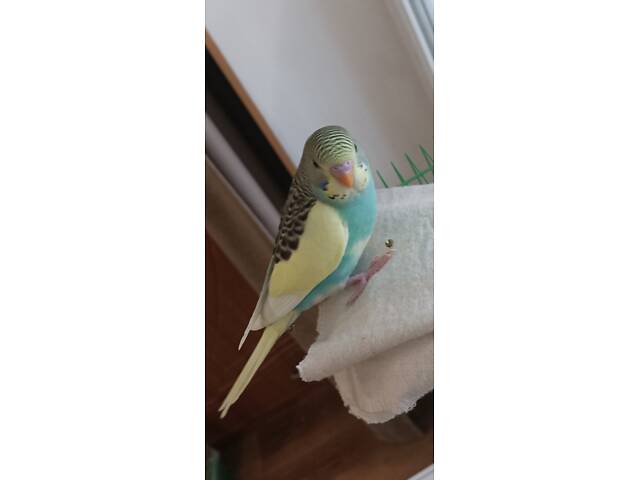 Папуги хвилясті - Фото 1