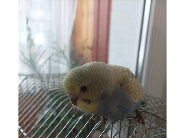 Папуги хвилясті - Фото 3