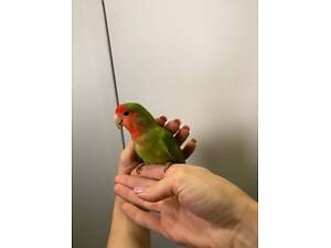 Папужки нерозлучники, яскраві папуги для дому, ручні викормиші