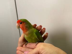 Неразлучники, яркие попугаи для дома, ручные выкормыши.