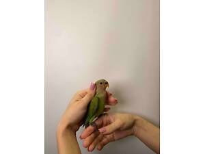 Неразлучники попугаи, яркий попугай неразлучник выкормишь.