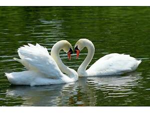 Пара белых лебедей, шикарные декоративные лебеди