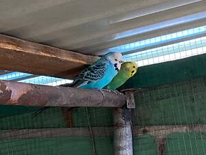 Пара хвилястих папуг