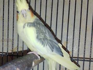 Пара Корелл. Папуги. Корелла