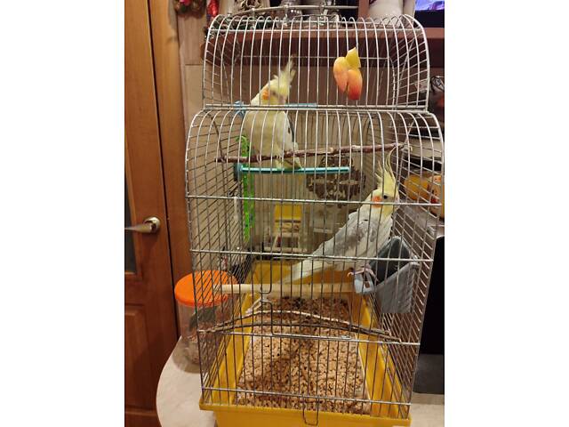 Пара корелл разом з кліткою - Фото 2