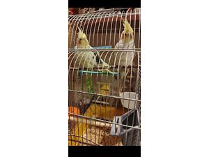 Пара корел разом з кліткою