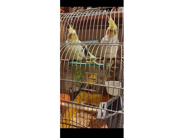 Пара корелл разом з кліткою - Фото 1