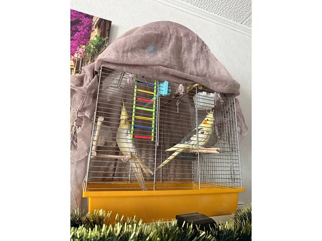 Пара корелл разом з кліткою - Фото 3