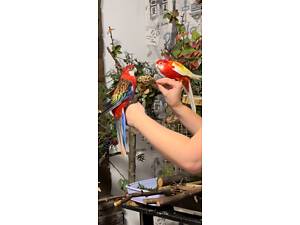 Пара молодих Розел