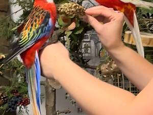 Пара молодих Розел