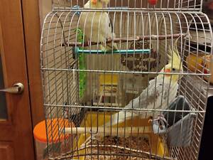 Пара папуг Корелл