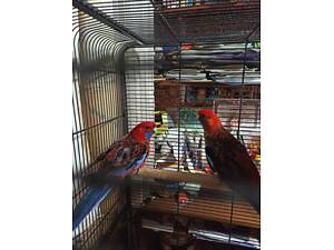 Пара папуг розелла пінантова.