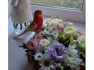 Пара папуг розелла