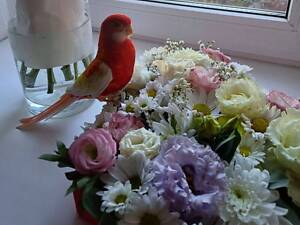 Пара папуг розелла