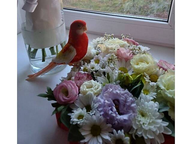 Пара папуг розелла - Фото 1