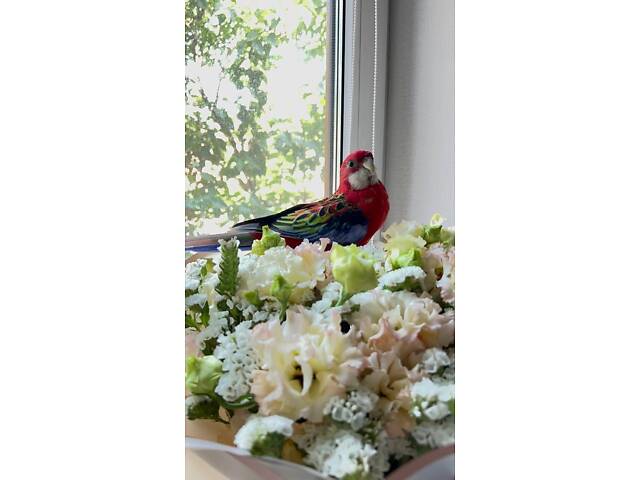 Пара папуг розелла - Фото 2