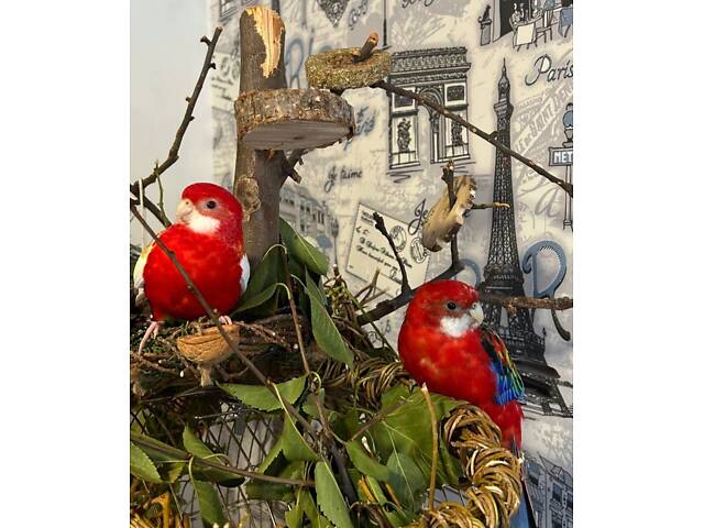 Пара папуг розелла - Фото 3