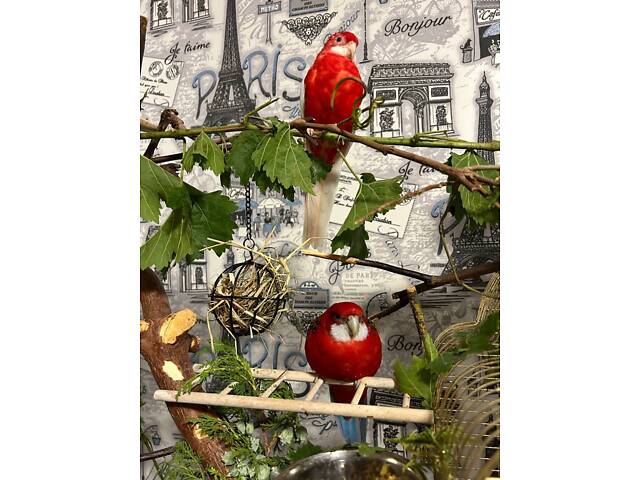 Пара папуг розелла - Фото 4