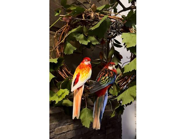 Пара папуг розелла - Фото 5