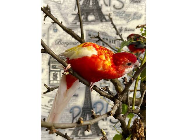 Пара папуг розелла - Фото 6