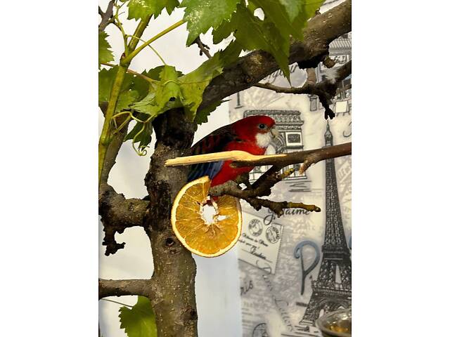 Пара папуг розелла - Фото 7