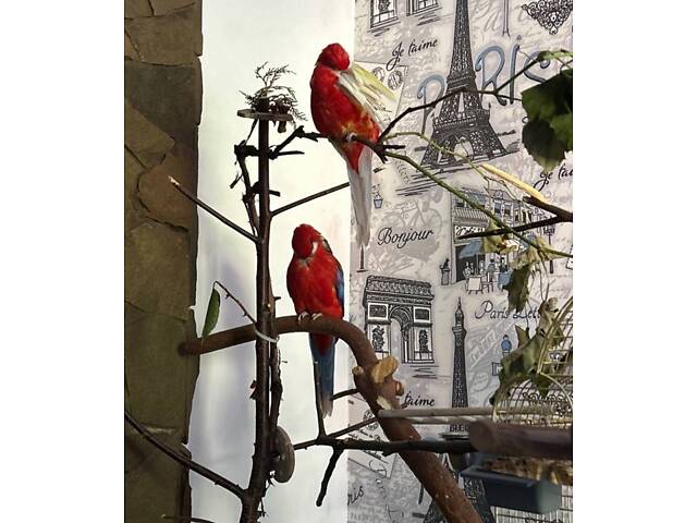 Пара папуг розелла - Фото 8