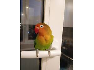 Парочка нерозлучників фішера