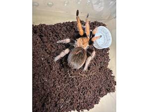 Павук афонопельма біколоратум