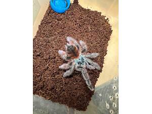 Павук авікулярія версіколор