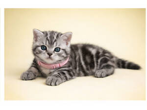 Пайпер. Американска короткошерстна дівчинка РЕЗЕРВУВАННЯ