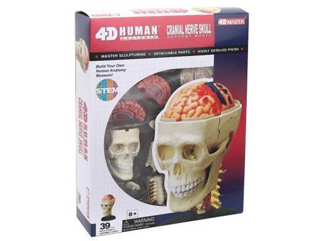 Пазл 4D Master Об'ємна анатомічна модель Черепно-мозкова коробка людини (FM-626005) - Фото 1