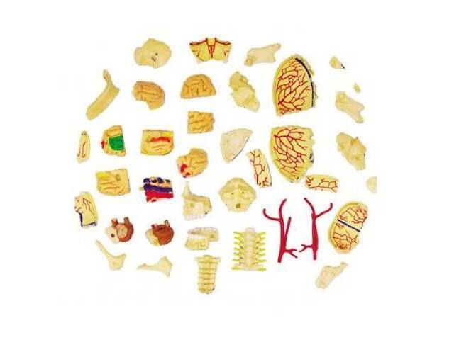 Пазл 4D Master Об'ємна анатомічна модель Черепно-мозкова коробка людини (FM-626005) - Фото 3